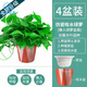 多瑙梦绿萝盆栽室内批发花卉植物除甲醛客厅新房长藤绿植绿箩水培绿植 6盆12023新款绿早安湓水 包养活赠三肥