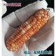 DR-FLVVS Pangdonglai Quality Arts and Play Corn Small Bodhi Mini Handheld Car Hanging Pendant New Chinese Style Hanging 9766