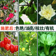U.S. foreign urea quick-acting nitrogen fertilizer for flowers, vegetables and fruit trees, cauliflower, household potted plants, general fertilizer Urea (nitrogen fertilizer) 3Jin Jin is equal to 0.5kg