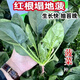 Black-leaf spinach seeds, low-lying spinach seeds, cold-resistant autumn and winter dwarf spinach, thick and non-greasy farm rapeseed, black-leaf spinach seeds, currently on sale, buy 1 song, 1 hair, 2 packs, 20 orders left
