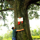 Des arbres anciens authentiques sélectionnés, de l'argent vert, des feuilles de saule, des vieux arbres, de l'argent en or, des feuilles de saule, de vieilles feuilles, du thé, de l'argent vert, du thé de saule, de la médecine chinoise, de l'argent vert, des feuilles de saule 250 g