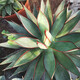 
Agave Taki Lei Succulent potted plants indoor and outdoor office garden flowers landscape green plants sandy plants Taki Lei Lei Agave 10-12