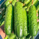 No scaffolding, fruit cucumber seeds crawling all over the floor, four-season courtyard balcony potted cucumber seeds, vegetable seeds, original, fruit cucumber seeds crawling all over the floor, selected two packs, about 111 grains + Song fertilizer