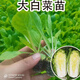 Vegetable seedlings suitable for planting in autumn, easy-to-live leeks for all seasons, cold-resistant baby cabbage, blue kale, pepper seedlings for autumn sowing, 10 kale seedlings + fertilizer