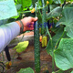 All-female cucumber seeds, oily and bright cucumber seeds with green flesh, imported from the Netherlands, disease-resistant and high-yielding Rongzun, all-female cucumbers Rongzun 20 capsules