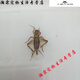 [Quick Delivery] White crickets live feed lizard gecko spider arowana fish bird food needle cricket oil gourd 1-2 cm 200 white crickets