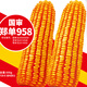 Beishu official authentic corn seeds produce tall and short big sticks, drought and lodging resistance, Zhengdan 958 national approved feed, Sichuan hybrid, Beishu selected Zhengdan 958 corn seeds, a total of 4Jin, Jin is equal to 0.5kg (1 mu of land)
