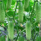 No scaffolding, fruit cucumber seeds crawling all over the floor, four-season courtyard balcony potted cucumber seeds, vegetable seeds, original, fruit cucumber seeds crawling all over the floor, selected two packs, about 111 grains + Song fertilizer