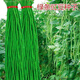 Special Green Pioneer Bean Seeds Large Brand New Variety Cowpea Early Mature Spring and Autumn Green Bean Seeds Qc Four Seasons Full Shelf Green Pioneer Long Bean (Only New Seeds Sold) Waterfall Cowpea Seeds 256 Capsules
