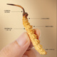 Fudonghai Cordyceps sinensis 4 grams gift box - about 3 pieces/g12 tubes Gift tonics for elders