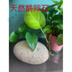 定制大圆鹅卵石风水摆件天然石春大号石头天然原石白色鹅软石镇宅 石来运转1517厘米可视频挑选