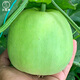 Dayu Jade Milky Melon Seeds Ding brand melon seeds super sweet thin skin milky melon Ding brand Jade Milky Melon No. 2 melon seeds 400 capsules