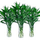 Lucky Bamboo, hydroponic plants shipped from Guangzhou, good for lazy people, a gift for Buddha in the office, Chinese Valentine's Day, Lucky Bamboo 70cm, 10 pieces