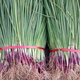 Purple-skinned onion seedlings, fruit red-skinned onion seedlings, vegetable seedlings for garden planting in all seasons, 50 purple-skinned fruit onion seedlings, high-yielding purple-skinned fruit onion seedlings