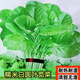 Big round leaf glutinous rice, amaranth, green leaf, amaranth, four seasons, farm vegetables, green seeds, amaranth #(picked and long)* White round leaf amaranth, exquisite 3 packs [sweet, tender and refreshing] about 16,805 capsules