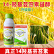14-Hydroxybrassinosteroid alleviates phytotoxicity, prevents cold and freeze-resistant rice plant crop growth regulator, 15 packs, 10ml, add 30Jin of water per pack, equal to 0.5kg