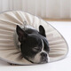 Tangqi pet Elizabethan sterilization care collar cat and dog grooming collar anti-licking and biting small dog headgear Coco milk M (suitable for 5-10 Jin Jin equals 0.5 kg)