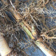 Large Phoebe Bamboo Seedlings Phoebe Bamboo Whip Green Bamboo Spotted Bamboo Seedlings are now dug and moisturized. Buy 10 sections and get 4 sections free. Large Phoebe Bamboo Seedlings buy 10 sections for Song Si Festival.