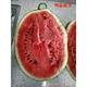 Pure sweet king watermelon seeds, large fruit, short oval, big red flesh, sweet, crisp and refreshing, high sugar content, thin skin, anti-crack, trial planting 100 seeds