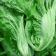 Sichuan Kuanbang green vegetable seeds, pickled pickles, sauerkraut, pickles, medium-ripe large-leaf autumn vegetable seeds, hot product impulse, Kuanbang green vegetable seeds, new this year, RNG9 original factory, 1 pack of about 800 seeds