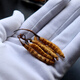 Watch the elderly give gifts for the holiday [gift box] Cordyceps saffron to give gifts to teachers, men and women leaders, customers. Combination (Cordyceps + Saffron)