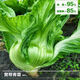 Sichuan Kuanbang green vegetable seeds, pickled pickles, sauerkraut, pickles, medium-ripe large-leaf autumn vegetable seeds, hot product impulse, Kuanbang green vegetable seeds, new this year, RNG9 original factory, 1 pack of about 800 seeds