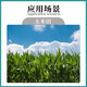 30% amine fresh ethephon, special growth regulator for corn, chlormequat, special fertilizer to control growth, resist lodging and increase yield 300ml