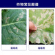 Syngenta Wingselect 60% Pyraclostrobin Daisenlian Cucumber and Broccoli Downy Mildew Pesticide and Fungicide 100g*1 bag