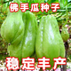 Shop Chayote Early-maturing Extra Large Chayote Vegetable Climbing High-yield Disease-Resistant Perennial Melon Affordable Price Good Yield-100 Tablets-Net Seeds Chayote Seeds