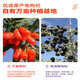 
Postal agricultural product red and black wolfberry raw pulp Ningxia Zhongning Qinghai Fruit Freshly squeezed wolfberry juice bag Pure raw pulp New Year gift box Red wolfberry * 6 boxes + 6 boxes of black wolfberry