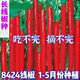 This year's new spicy long-line pepper seeds Erjingtiao 8819 line pepper seeds are planted in spring and autumn. About 400 carefully selected seeds 8819 line pepper seeds