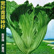 Sichuan Kuanbang green vegetable seeds, pickled pickles, sauerkraut, pickles, medium-ripe large-leaf autumn vegetable seeds, hot product impulse, Kuanbang green vegetable seeds, new this year, RNG9 original factory, 1 pack of about 800 seeds