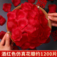 Clcey Simulierte Rose Blütenblätter Dekoration Hochzeitsraum Layout Set Konfession Hochzeitsblumen bestreut Blumen Vorschlag romantische Hochzeitsvorräte hellrosa simulierte Blütenblätter etwa 7.000 Stücke