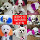 Pet Dog Hair Dye Special for Pets VIP Bichon Teddy Animal Cat Dye Hair Cream Pomeranian Long-lasting Brown Default