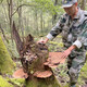 Changbaishan Ganoderma Lucidum tranches Ganoderma Lucidum Spore poudre trempée dans du vin et de la soupe, tranches Nyingchi Changbaishan Ganoderma Lucidum tranches [100g]