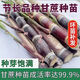 Mu Chun'ao sugarcane seeds, Guangxi black-skinned seeds, yellow-skinned high-yielding sections, 3 to 7 buds, crispy sweet green-skinned saplings, 100 black-skinned sugarcane sections (3-6 per section, less than 15cm
