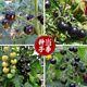 Black Pearl Cherry Tomato Seeds Four Seasons Balcony Potted Plants Easy to Grow Black Gem Tomato Fruit Type Vegetable Seeds Black Pearl Little Saint Tomato Seeds Original Pack About 106 + Song Fertilizer