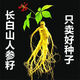 Changbai Mountain ginseng seeds, wild ginseng seeds, easy to grow Chinese medicinal materials in all seasons, easy to live indoor flower pots, Changbai Mountain ginseng seeds, new species, new species, about 80 capsules