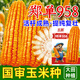 Beishu Zhengdan 958 corn seed, nationally approved dwarf big stick, drought-resistant and lodging-resistant, field feed, corn seed hybrid, Beishu Zhengdan 958 corn seed, 1 Jin Jin is equal to 0.5 kg