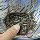 Loach fresh bait Taiwanese loach fishing Luya fish turtle ornamental fish ball loach aquarium live feed feed 1-3cm loach 10,000 + 10 damage prevention [recommended