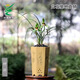 Wengyuan Orchid, Spring Orchid, Myth Thin Leaf Grass, Flower Tongue Colorful Flowers, Fresnel Buds, Strong Fragrance Green Plant Potted Plant, Myth 4 Seedlings, Large Strong Seedlings, Simple Pot Hair