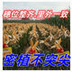 
New species, double-national review, Beijing Agricultural Sciences, 728 early maturity, high temperature, dense and dense high yield, corn species, short rod, red shaft corn seeds, Beijing Agricultural Sciences, 728 corn species [4500 grains] 1 bag