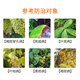 Guoguang Yingna 50% polymanganèse, mancozèbe, carbendazime, fongicide contre les taches noires, fongicide pesticide pour fleurs, fruits et légumes