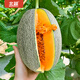 Beishu Melon Seeds Emerald Rock Sugar Seeds Croissant Honey White Sand Honey Spring Cantaloupe Seeds Beishu Liucui Hami Melon Seeds 100 capsules