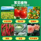 Phytoclonide 45% Hydrazine, Acetylbenzoate, Diphenylhydrazine, Citrus, Fruit Trees, Vegetables and Flowers, Red Spider, Tea, Yellow Mite and Mite Killing Insecticide