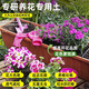 Linya nutrient soil for flower cultivation, general purpose flower soil nutrient soil, universal flower planting soil, household potted flower plant planting soil, special flower cultivation soil 10Jin Jin is equal to 0.5 kg