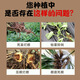 Tianyuan Fengqing root rot inhibitor damping-off rotten root rotten seedlings rapid root strengthening purification soil disease resistance 1000g 3 bottles of root rot inhibitor