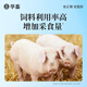 Huaxiu Veterinary Live Bacteria plus Enzyme Probiotics Appetizer Fattening Conditioner Intestinal Ammonia Removal Poultry Feed Additive for Pigs Test Model Do Not Shoot