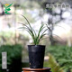 Wengyuan Orchid, Spring Orchid, Myth Thin Leaf Grass, Flower Tongue Colorful Flowers, Fresnel Buds, Strong Fragrance Green Plant Potted Plant, Myth 4 Seedlings, Large Strong Seedlings, Simple Pot Hair