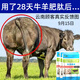 Cattle and sheep fattening, fast fattening, lambs and calves with enlarged skeletons, fattening, strong and fast fattening, Baofangwang premix 20 bags (wholesale price) cattle and sheep mix 10000Jin Jin is equal to 0.5kg